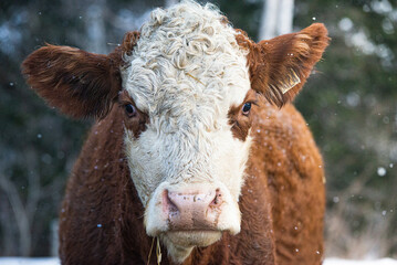 Simmental cow in winter pasture