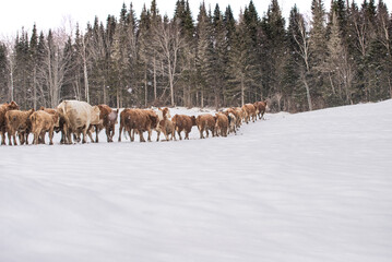 Fototapeta premium Group of simmental cows walking toward forest in winter pasture
