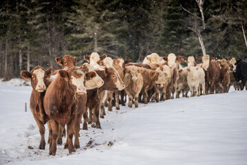 Group of simmental cows walking toward forest in winter pasture