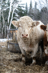 Large Charolais bull close up in winter pasture