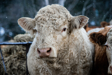 Large Charolais bull close up in winter pasture