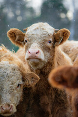 Simmental cow in winter pasture