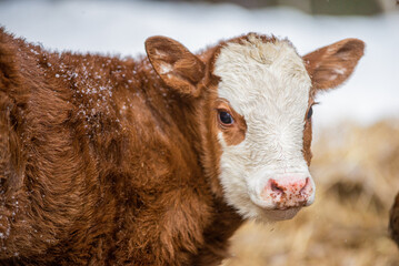 Simmental calf outside in winter pasture © Beatrice