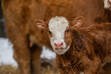 Simmental calf outside in winter pasture