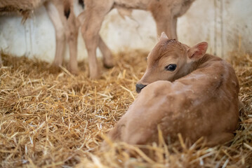 Jersey Calf in dairy farm