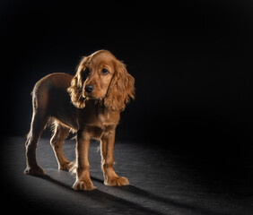 young spaniel on a black background. isolated.