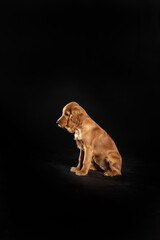 young spaniel on a black background. isolated.