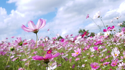 Obraz na płótnie Canvas Clear skies, clouds, and cosmos flowers, Cosmos flower background and blue sky, Cosmos flowers dancing in the wind. Near Nakdong River in Gumi, Korea