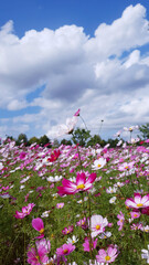 Clear skies, clouds, and cosmos flowers, Cosmos flower background and blue sky, Cosmos flowers dancing in the wind. Near Nakdong River in Gumi, Korea