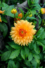An orange dahlia flower in full bloom with other buds ready to open in a flowering garden. 