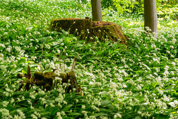 Moss-covered tree stubs growing amidst a field of flowering wild garlic (Allium ursinum), Ith, Weserbergland, Germany
