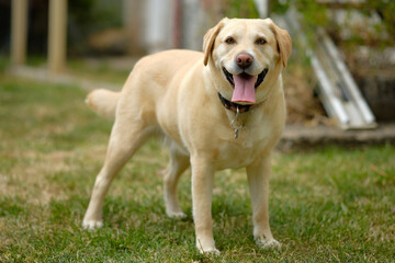 Yellow Labrador retriever standing on a lawn panting. The dog is looking at the camera. Head, body and legs are in the frame. Female adult yellow lab. Happy dog.