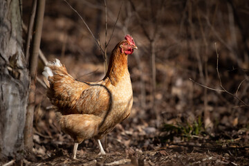 free ranch chicken in the woods