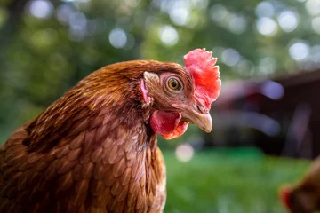 Fotobehang portrait of a chicken © Laura