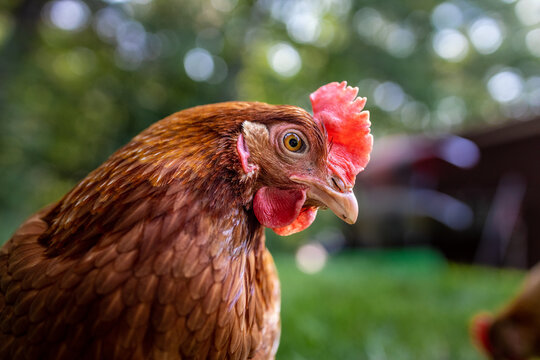 portrait of a chicken