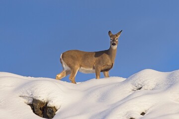 Deer on snowy hill looks at camera.