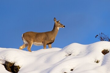 Side view of deer on snowy hilltop.