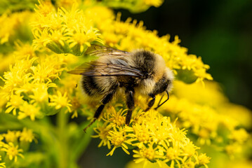 Close-up photo of a bumblebee collecting pollen from a flowering goldenrod