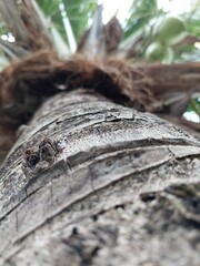 The trunk of a coconut tree