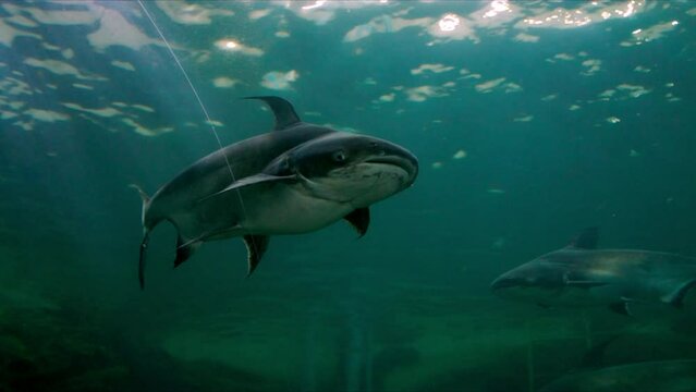 Giant catfish at the aquarium nakhon phanom province,thailand