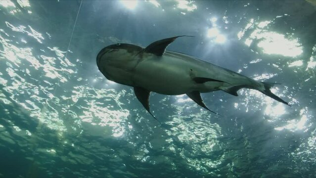 Giant catfish at the aquarium nakhon phanom province,thailand