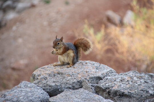 squirrel on a rock