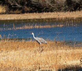 A sand hill crane out in Los Banos Animal preserve