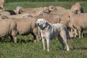 A Great Pyrenees looking after its sheep