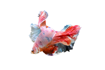 Betta fish, Siamese fighting fish isolated on transparent background.