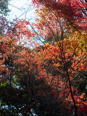 秋晴れの色鮮やかな紅葉