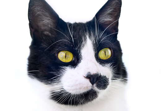 Gato tigrado com olhos dourados sobre fundo branco