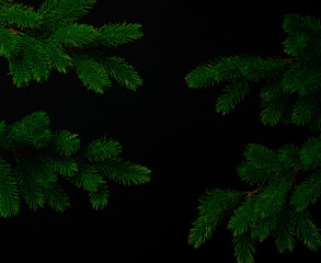 Green coniferous branches arranged on a black background