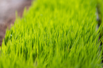 Rice field green grass background.
