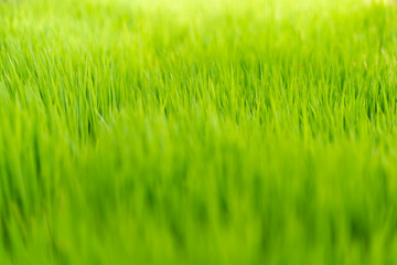 Obraz premium Rice field green grass background.
