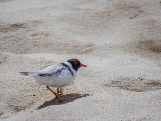  Juvenile Oystercatcher RHS