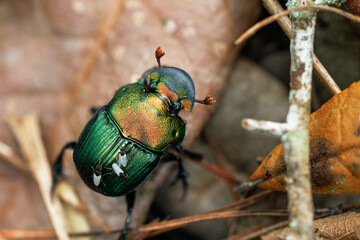 A colorful beetle that appears to be in the genus Phanaeus, rainbow scarab beetles. Photo in Bradenton, Florida. - obrazy, fototapety, plakaty