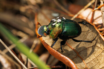 A beautiful beetle that appears to be a member of the genus Phanaeus: the rainbow scarab beetles. Seen in Bradenton, Florida.