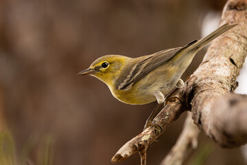 A pine warbler (Setophaga pinus), a cute little yellowish bird, in Bradenton, Florida