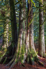 Fototapeta premium Wooded forest trees backlit by golden sunlight before sunset illuminating tree branches. Forest landscape in a morning