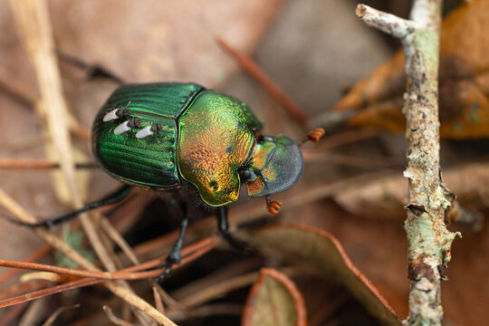 A colorful beetle that appears to be a member of the genus Phanaeus, the rainbow scarabs, which are dung beetles.
