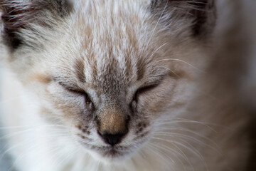 Gato bebe con ojos azules