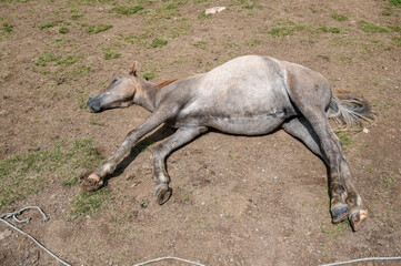 Horse lies on the ground. A young horse is resting.