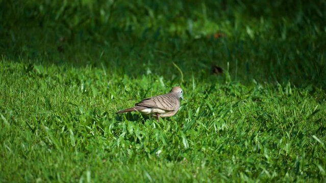 Zebra Dove or Barred Dove (Geopelia striata) Walking on Green Grass - following shot