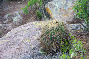 Biznaga mexicana cactus