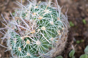 Biznaga mexicana cactus