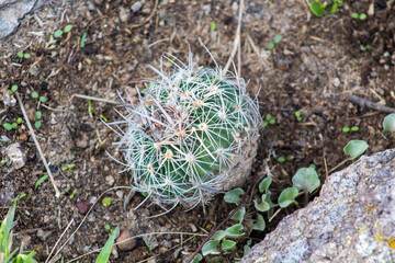 Biznaga mexicana cactus
