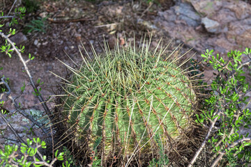 Biznaga mexicana cactus