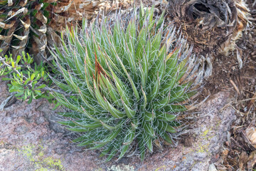 Biznaga mexicana cactus