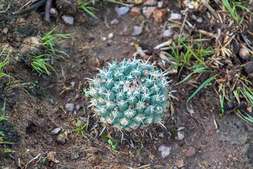 Biznaga mexicana cactus