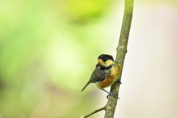 枝に止まるヤマガラの幼鳥